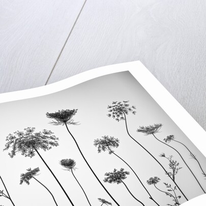 Cow parsley by Assaf Frank